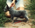  Again -- Chloe at 8 weeks -- Stacked...well sort of